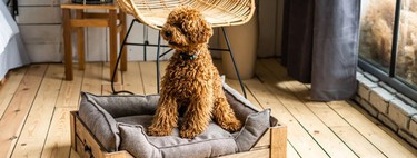 Ces lits pour chiens en bois personnalisables sont adorables 