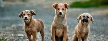 Tout le monde croit qu'il s'agit d'un vrai canular sur les chiens mendiants