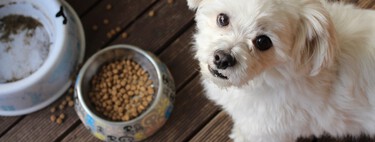 Notre mangeoire pour chien préférée chez Kiwoko, elle nous aide à garder notre cuisine toujours propre
