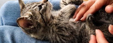 La bonne façon de caresser un chat pour éviter de le mordre et de le griffer