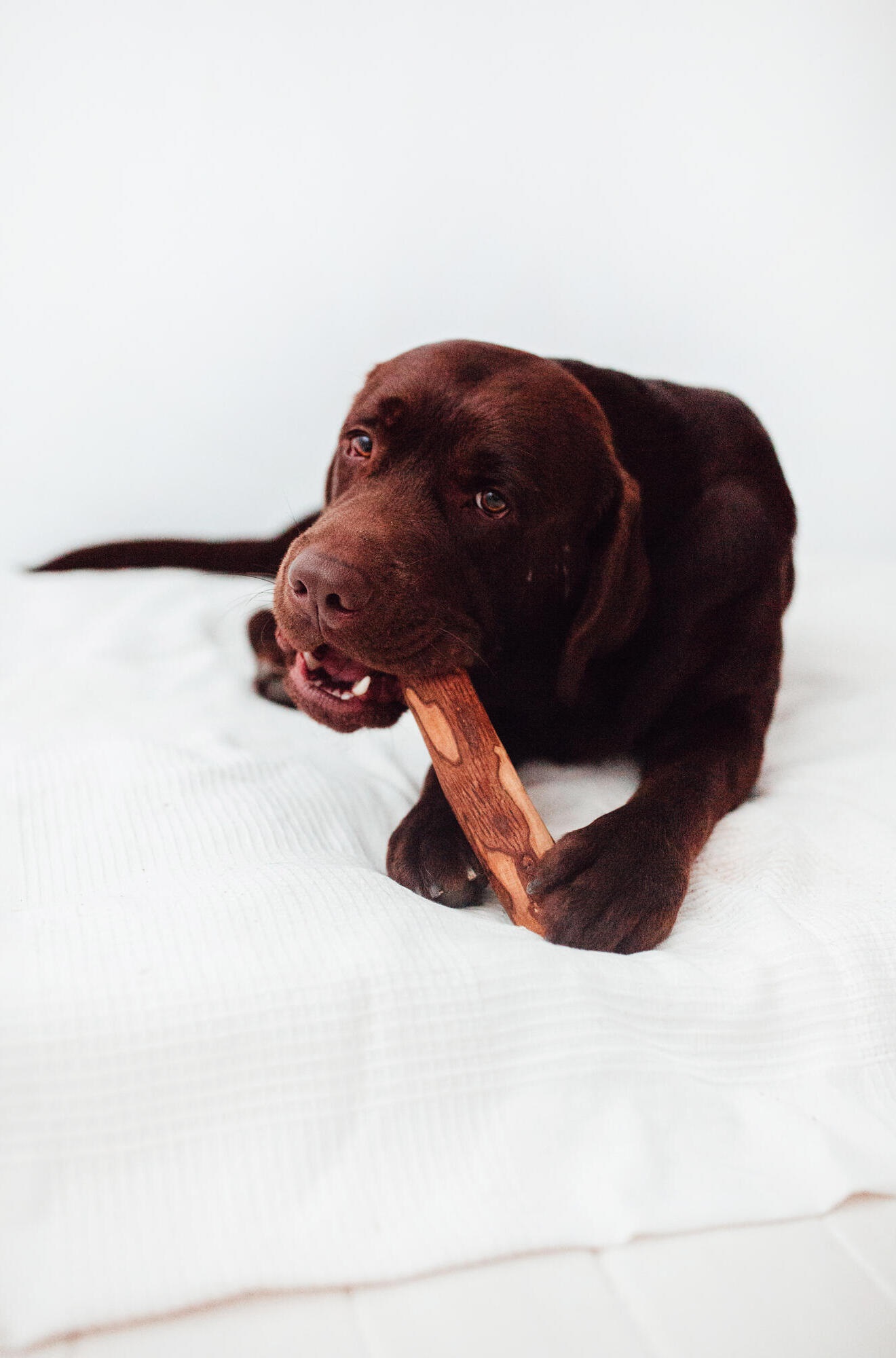 jouets de dentition en bois d'olivier