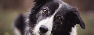 Border Collies et 9 autres races de chiens avec les vies les plus longues 