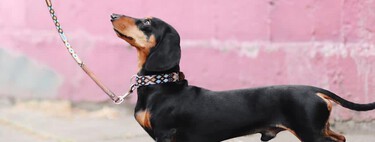 Une ceinture pour chien vendue par Kiwoko qui permet de promener son animal les mains libres 