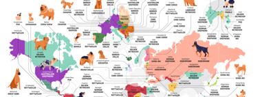 Carte des races de chiens les plus populaires dans chaque pays : vous ne devinerez pas quelle est la race préférée de l'Espagne