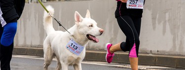 Laisse pour chien Decathlon préférée pour ceux qui aiment le sport et courir avec des animaux de compagnie 